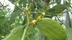 Phoradendron nervosum