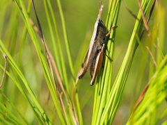 Dichromorpha elegans