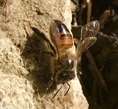 Apis mellifera