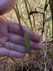 Symphyotrichum estesii