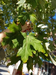 Acer saccharinum