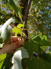 Acer saccharinum