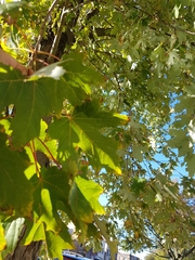 Acer saccharinum