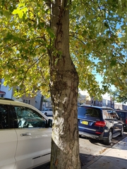 Acer saccharinum