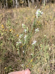 Symphyotrichum estesii