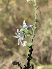 Symphyotrichum estesii