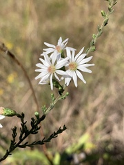 Symphyotrichum estesii