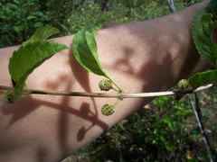 Lippia americana