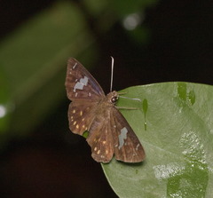 Celaenorrhinini