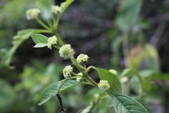 Lippia americana