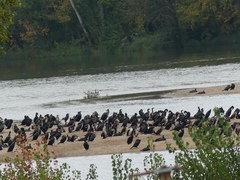 Phalacrocorax carbo