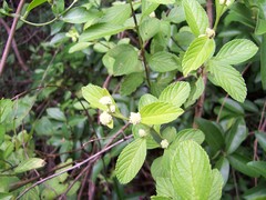 Lippia americana