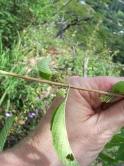 Lippia americana