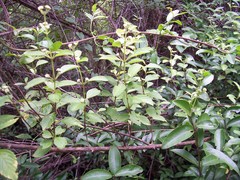 Lippia americana