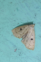 Scolecocampa porrecta