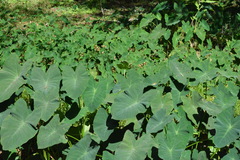 Tarophagus colocasiae