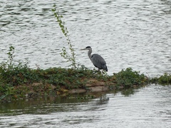 Ardea cinerea