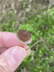 Psathyrella gracilis
