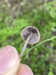 Psathyrella gracilis