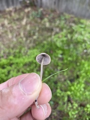 Psathyrella gracilis