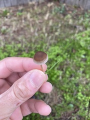 Psathyrella gracilis