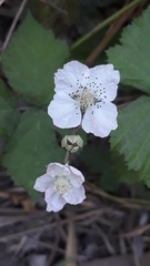 Rubus