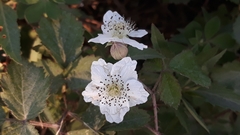 Rubus
