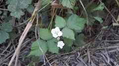 Rubus