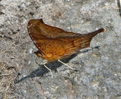 Hypanartia dione