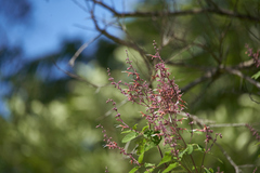 Salvia lasiantha