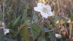 Rubus