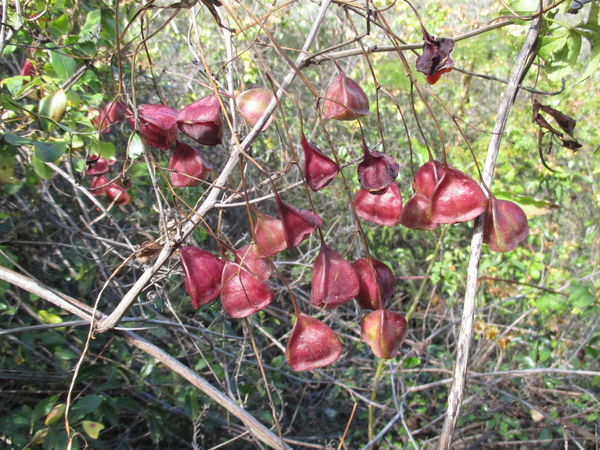 Bomarea cornuta image