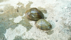 Truncilla donaciformis