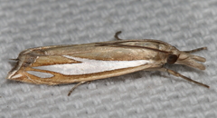 Crambus satrapellus