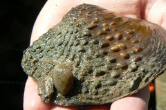 Cyclonaias tuberculata