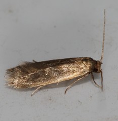 Phaeoses sabinella