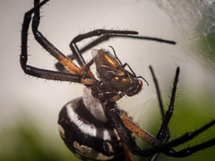 Argiope aurantia
