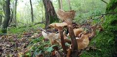Armillaria