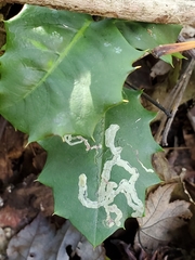 Phytomyza ilicis group