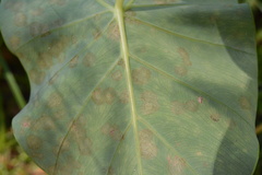 Tarophagus colocasiae