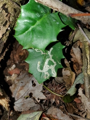 Phytomyza ilicis group