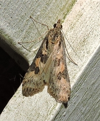 Nomophila corticalis