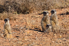 Suricata suricatta