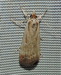 Tathorhynchus fallax