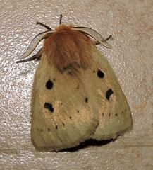 Anthela ocellata