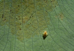 Tarophagus colocasiae