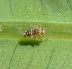 Tarophagus colocasiae