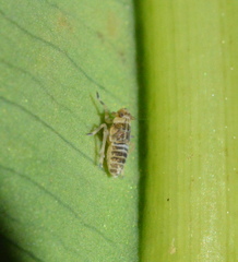 Tarophagus colocasiae