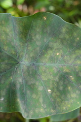 Tarophagus colocasiae