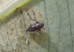 Tarophagus colocasiae